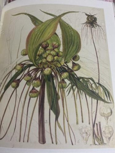 botanical sketchbook's