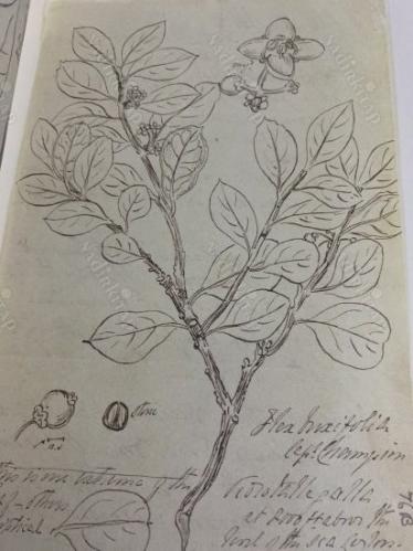 botanical sketchbook's