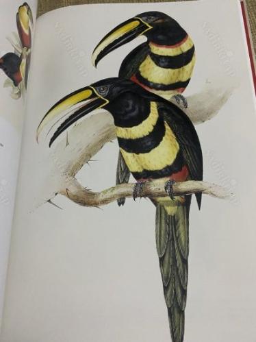 birds the of world ,the art of Elizabeth Gould