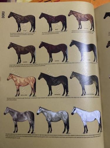 Z Dergisi AT özel sayısı , 552 sayfa muhteşem bir sayı. Atlar Hakkında her şey
