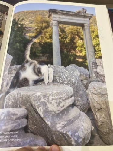 CATS OF EPHESOS - EFESİN KEDİLERİ (TÜRKÇE-İNGİLİZCE-ALMANCA)