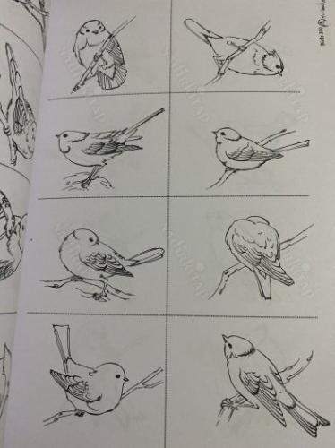 flowers and birds Designs