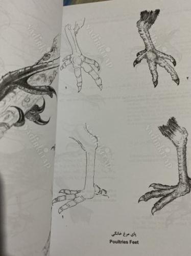 Training fundamentals flower and bird: Vol. 1: How to draw birds in Persian painting