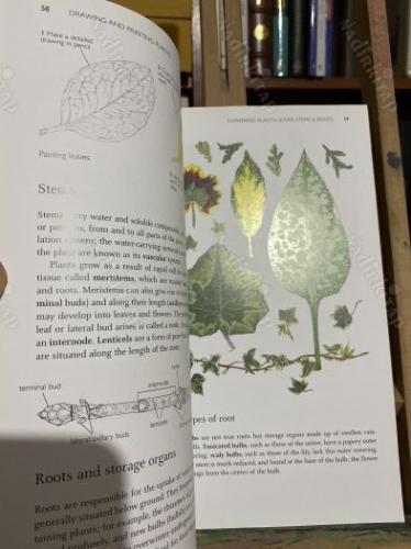 drawing and painting plants