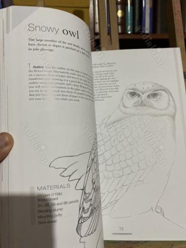 drawing birds