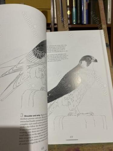 drawing birds