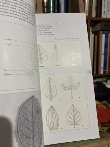 Botanical Drawing
